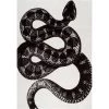 Thomas Paul Serpent Black & White 9 ft. x 12 ft. Area Rug by nuLOOM